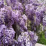 La Glycine *