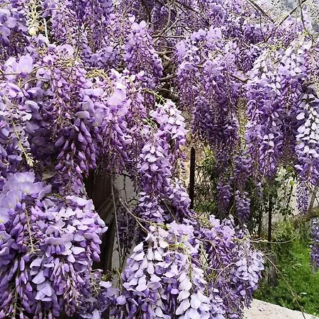 La Glycine *